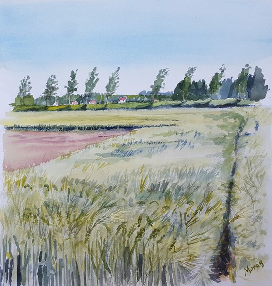 Wheat field, Zeeland