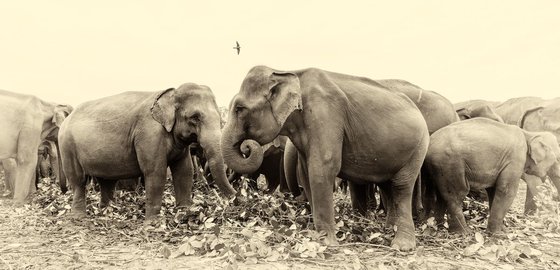 SRI LANKAN ELEPHANTS.