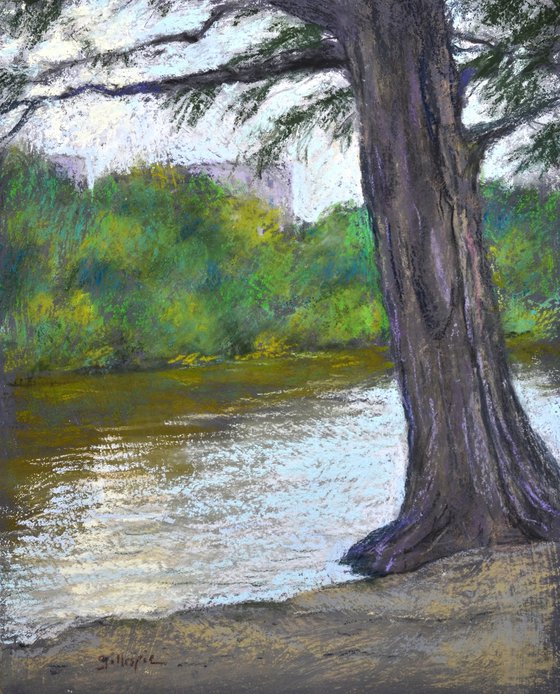 Guadalupe River Cypress Tree