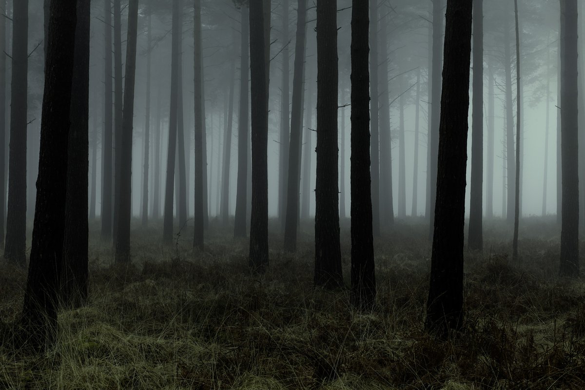 Forest Deep 4 by David Baker