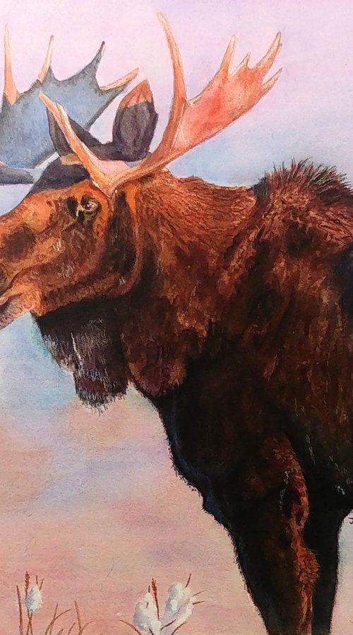Prairie Mist - Western Moose by Jason Edward Doucette
