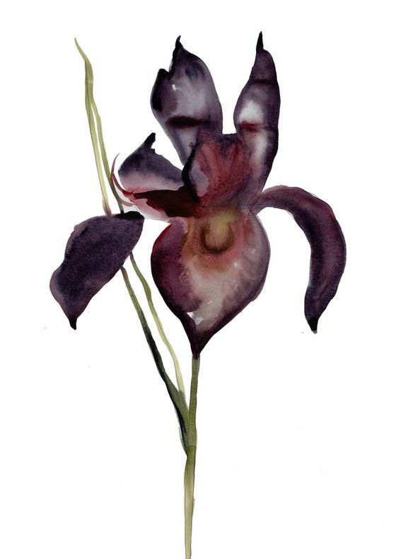Iris No. 48