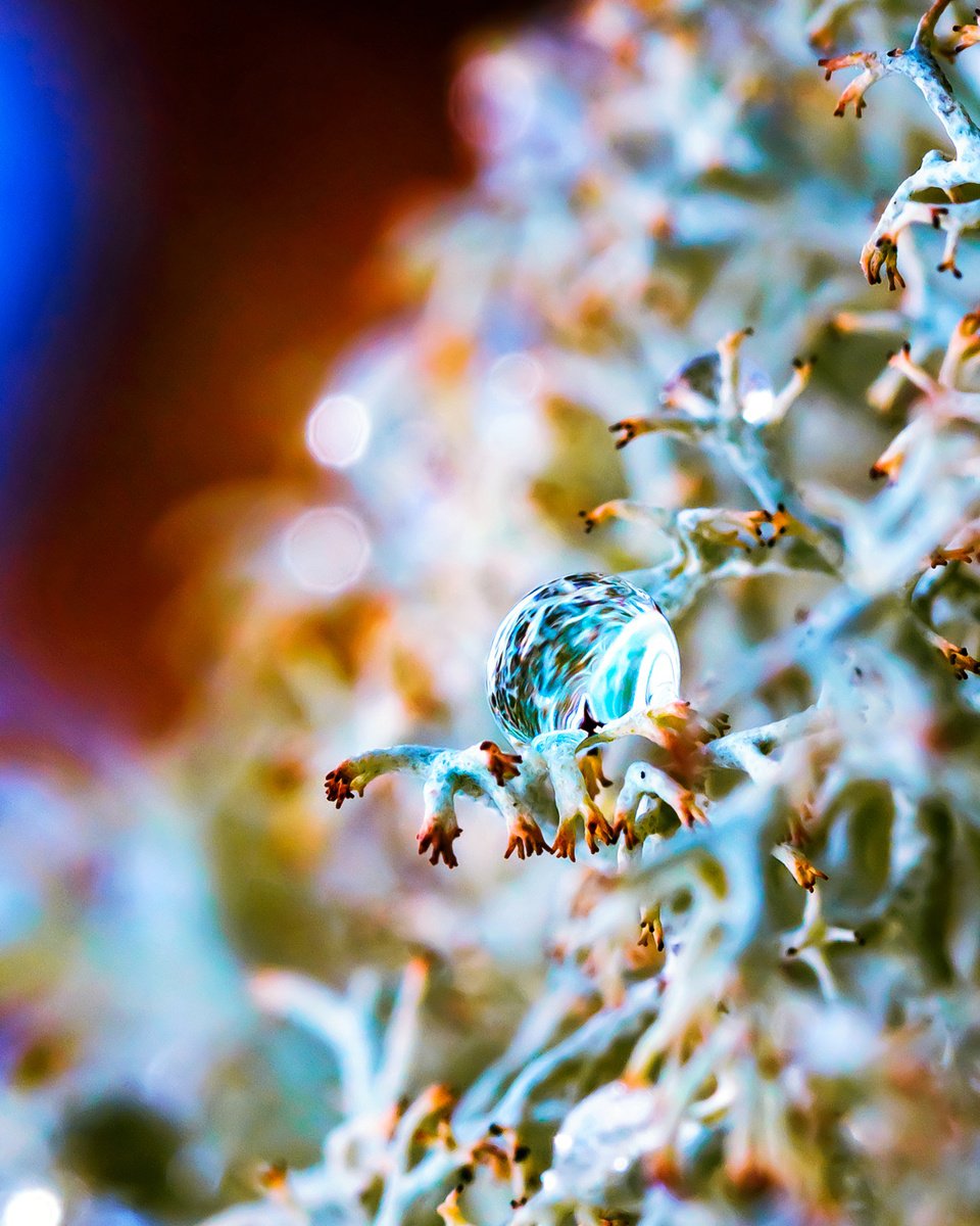 Space ship. Tripp into the inner Cosmos - Macro photography of the drop on the lichens. Li... by Inna Etuvgi