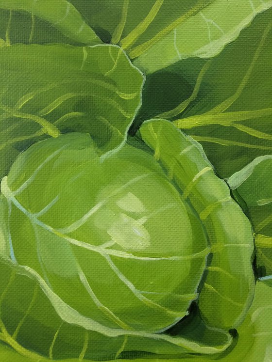 Cabbage