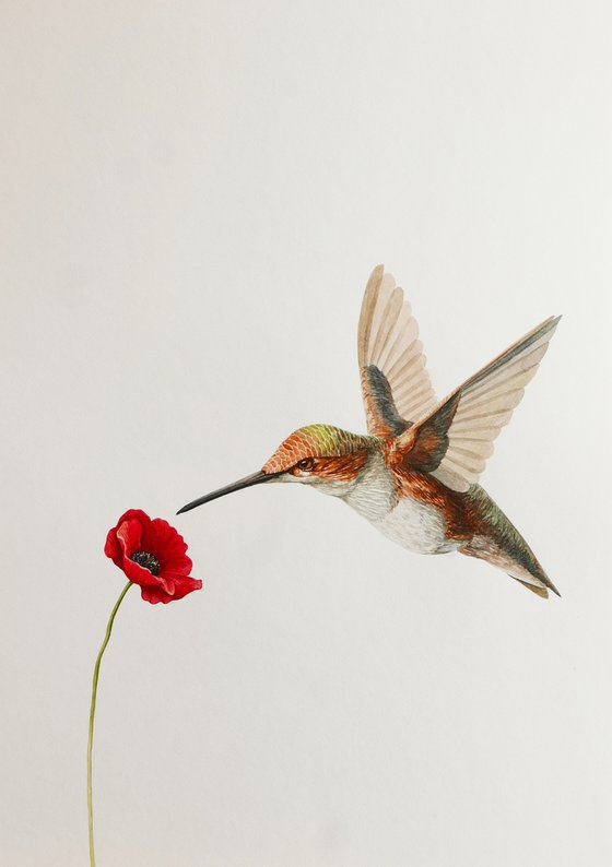 Hummingbird with poppy