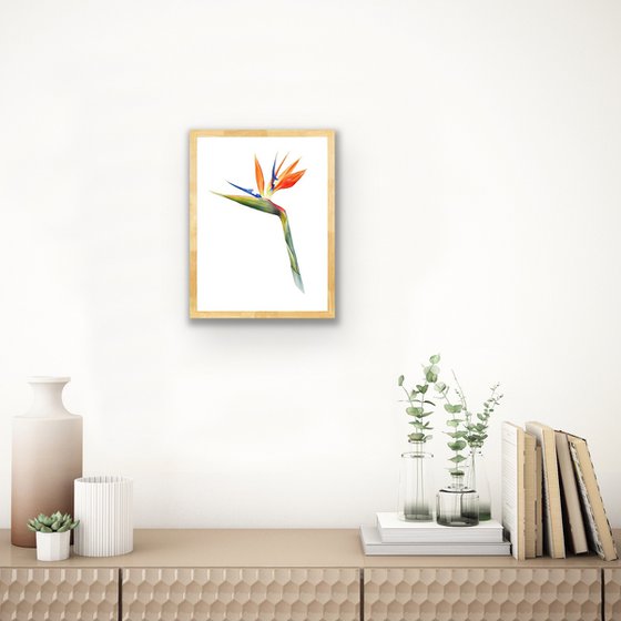 Strelitzia regina. Original watercolor artwork.