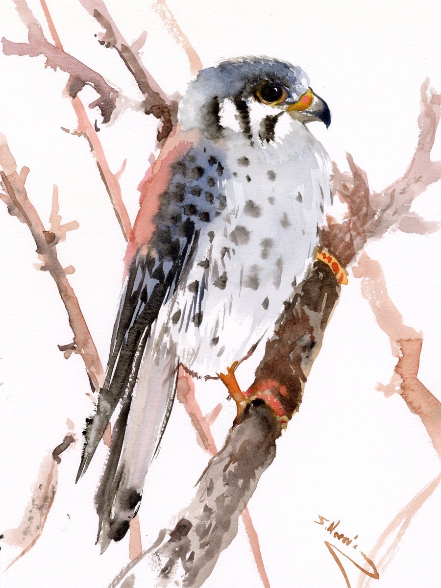 American Kestrel by Suren Nersisyan