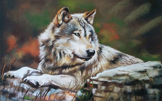 Gray wolf