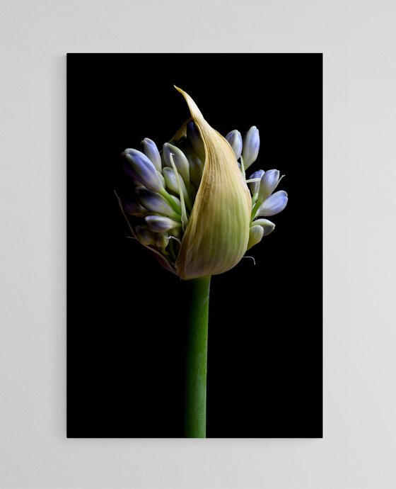 Flowering Agapanthus