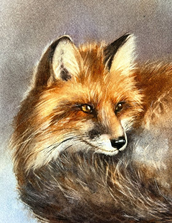 Fox in the snow