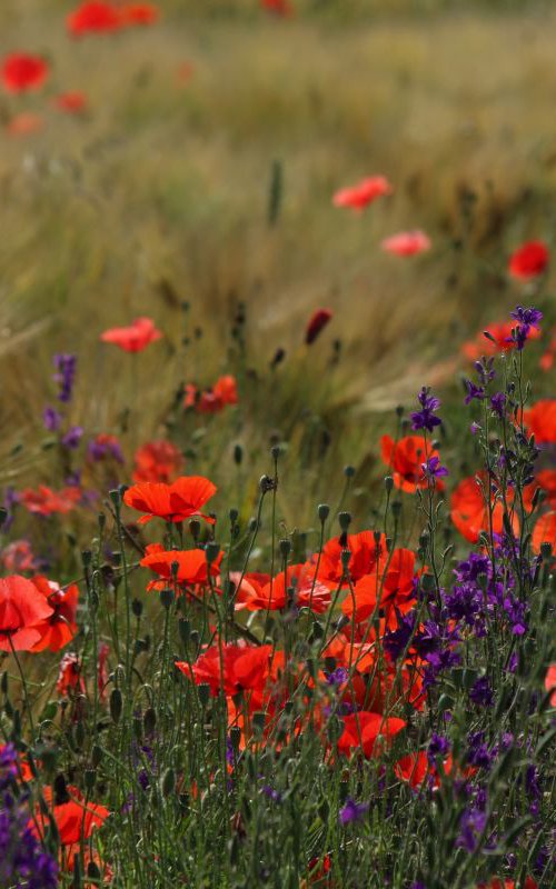 Poppies in the field by Sonja  Čvorović