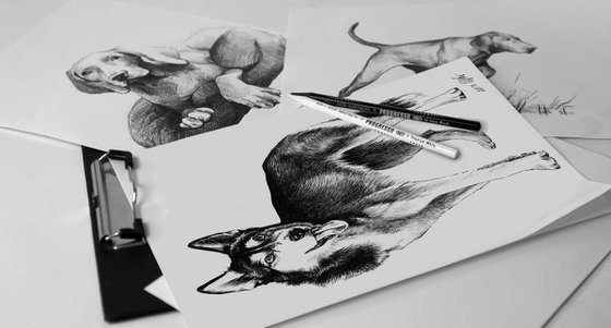 Ink portrait of Husky dog. 21x30 cm
