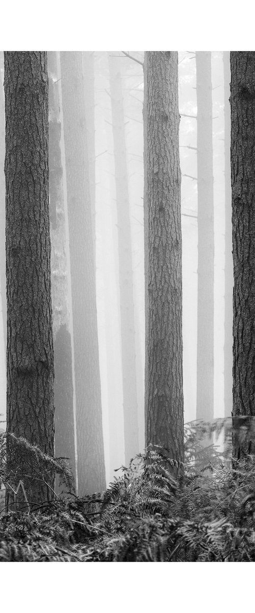New Forest 2011-XIV by David Baker