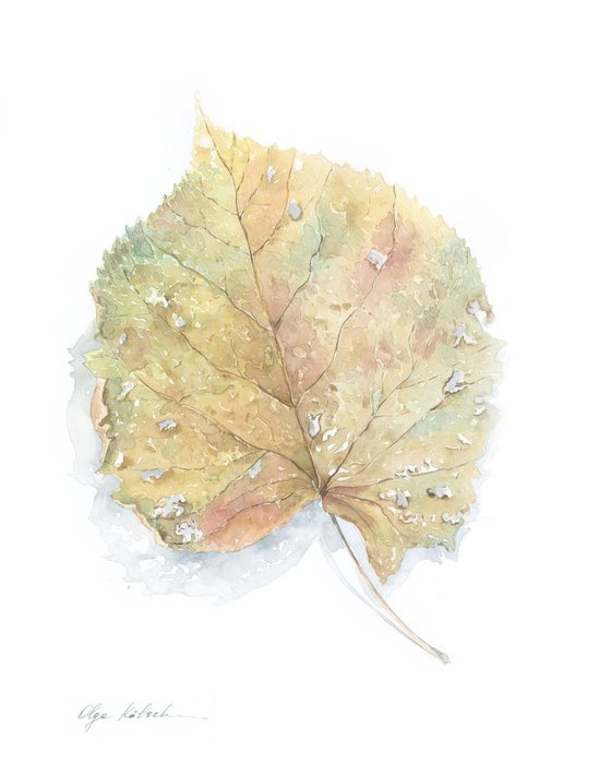 An autumn leaf
