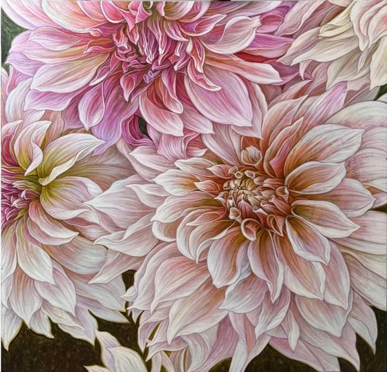 Soft Symphony of Dahlias
