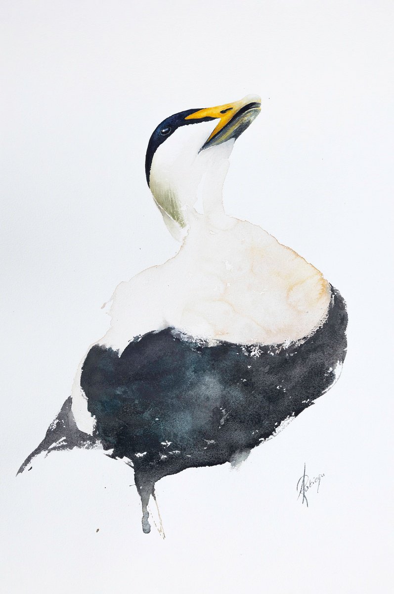 Eider by Andrzej Rabiega