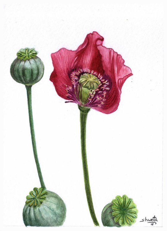 Red Poppy Watercolour Painting