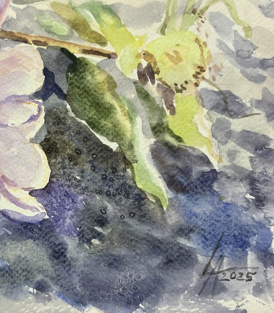 Aquarelle petals