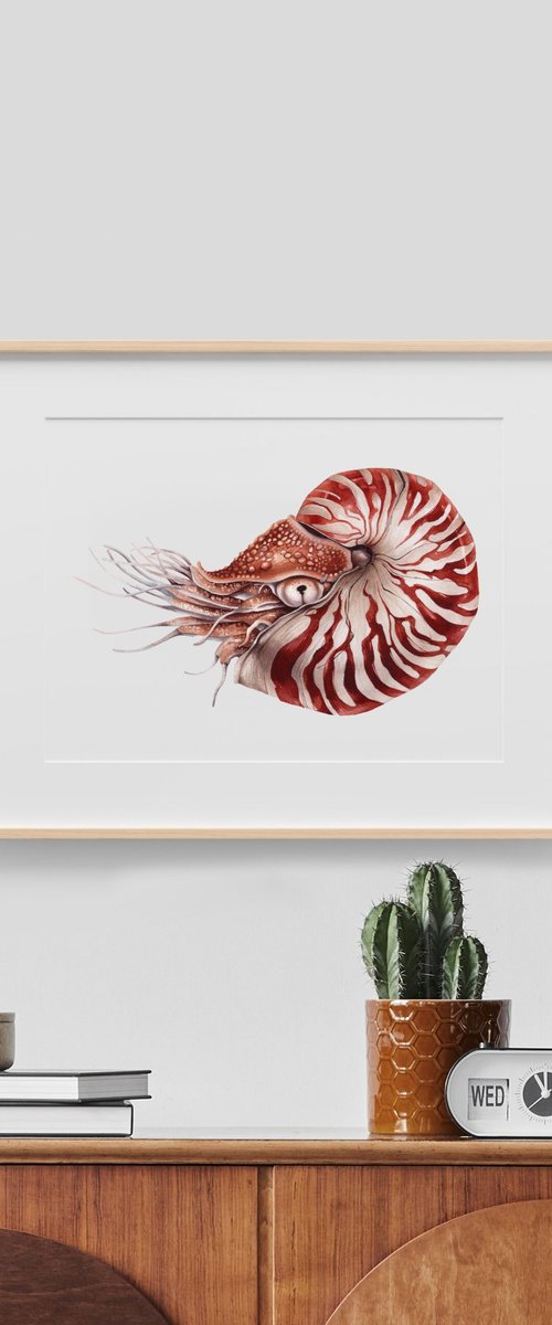 The chambered nautilus (Nautilus pompilius) by Katya Shiova