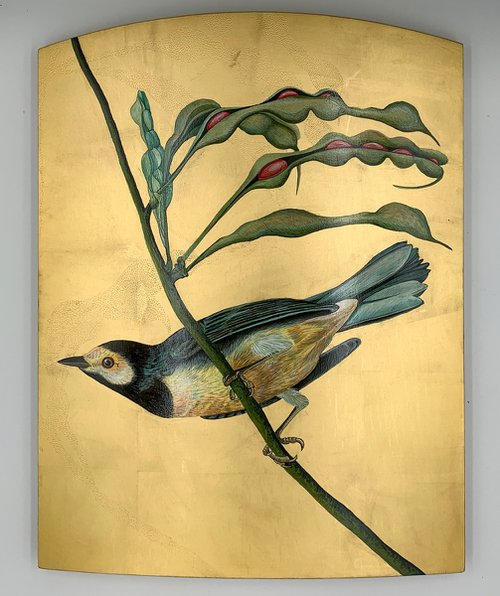 Hooded warbler by Gabriella Tundo