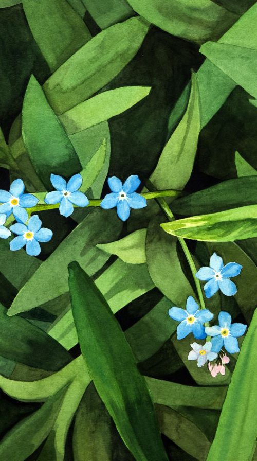 Forget-me-Not by John Kerr