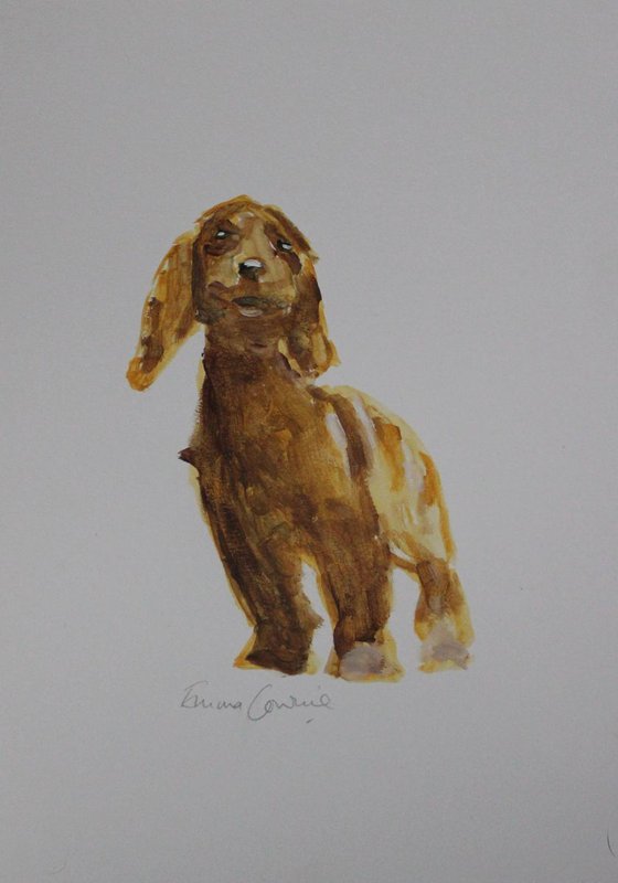 Cocker Spaniel