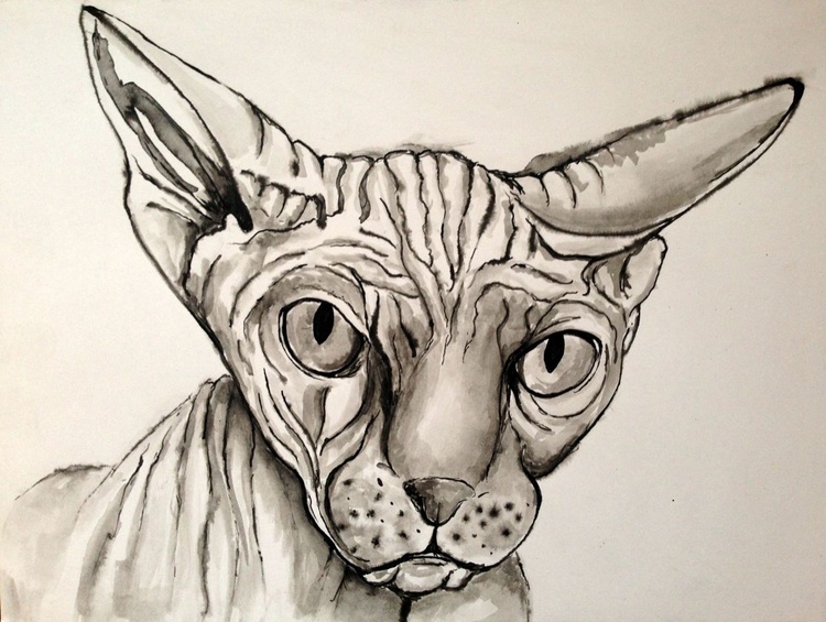 sphynx cat II (2017) Ink drawing by Sasha | Artfinder