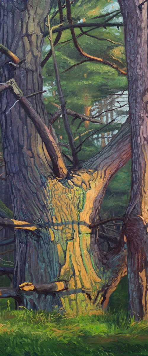 Wild Trees IV - Baltic Sea I by Wojciech Pater