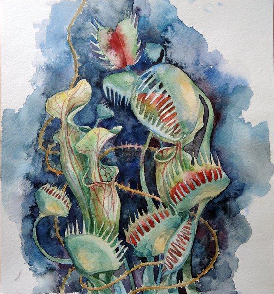 Watercolor sketch with predatory plants .
