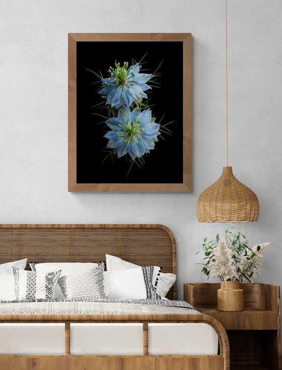 Nigella Damascena Blue