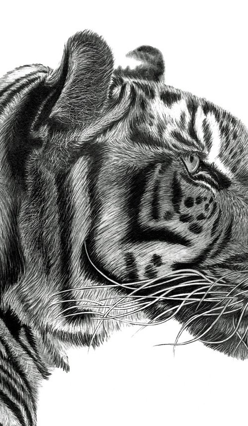 Pride by Paul Stowe