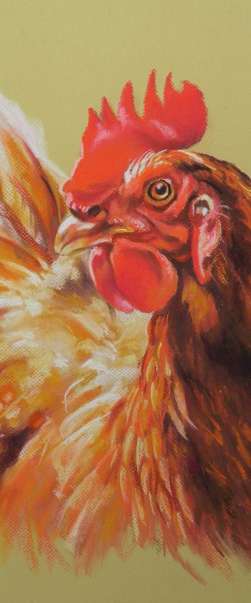 Laying hen by Magdalena Palega