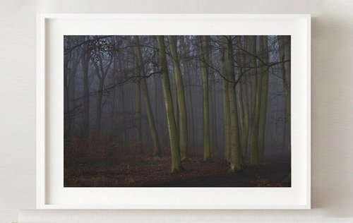 Misty wood by Michaella Homolová
