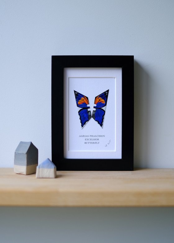 Agrias Phalcidon Excelsior butterfly