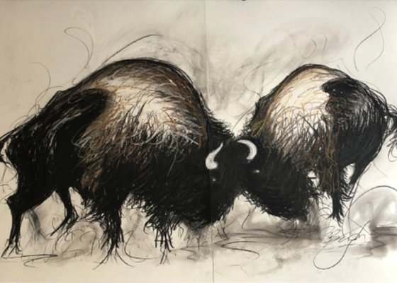 Bison In A Rumble