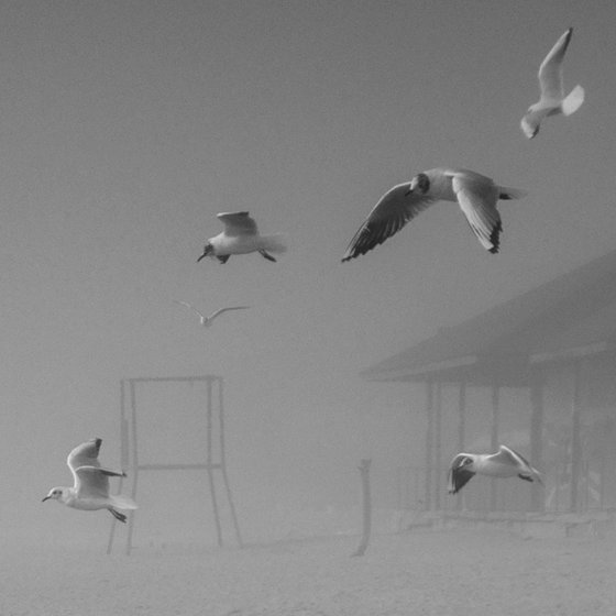 On the misty seaside. BW