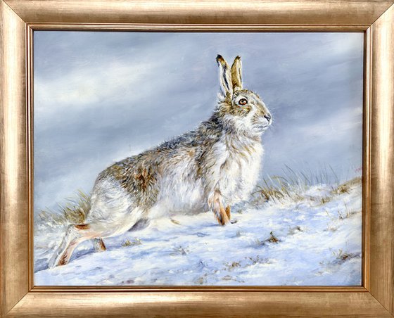 Mountain Hare Scotland