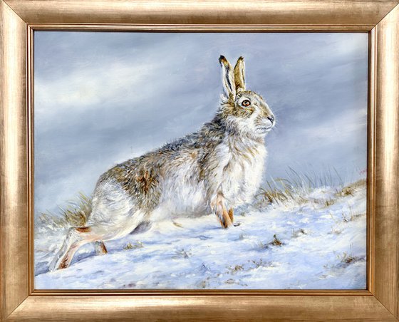 Hare Scotland