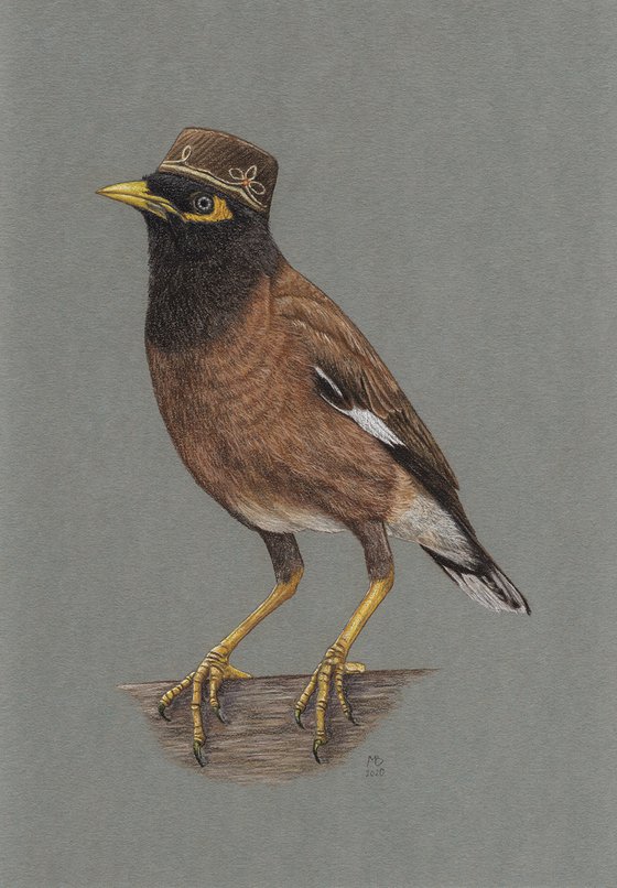 Original pastel drawing bird "Common myna"