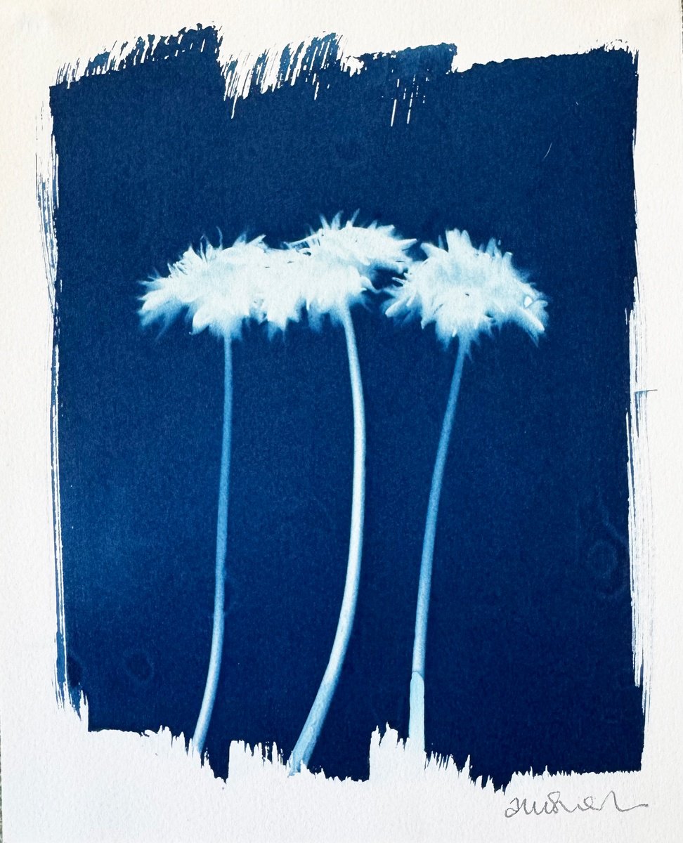 Photorealistic Botanical Photograph By Anna Bush, 8 X 10, Dandelions, Original Artwork