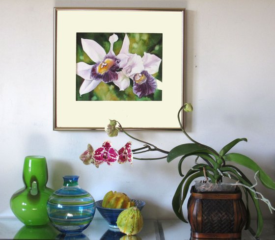 Cattleya orchid with green