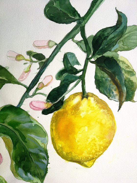 Lemon branch