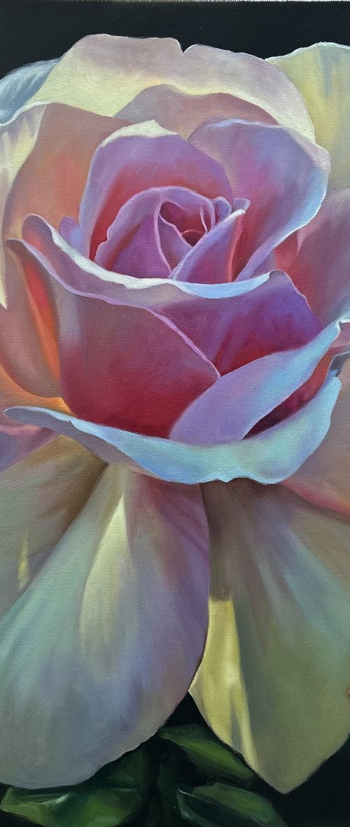 Radiance of the Morning Rose by Mariia Bashtova