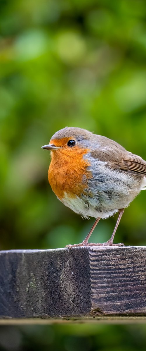 Robin on a bench by Paul Nash