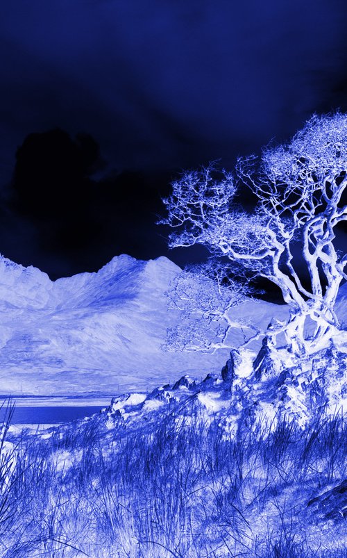 Ghost Tree Blue by oconnart