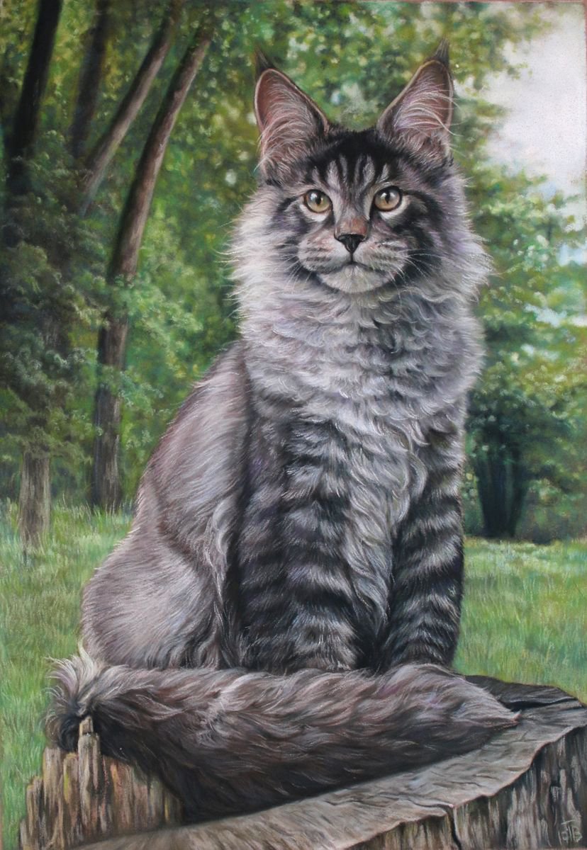 Maine Coon Cat Pastel drawing by Tatjana Bril | Artfinder