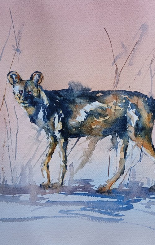African wild dog by Giorgio Gosti
