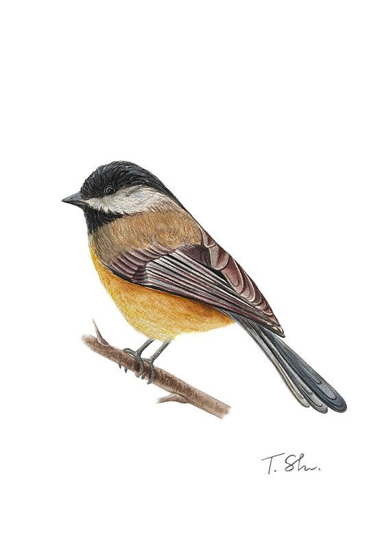 Titmouse and Magpie Set of two