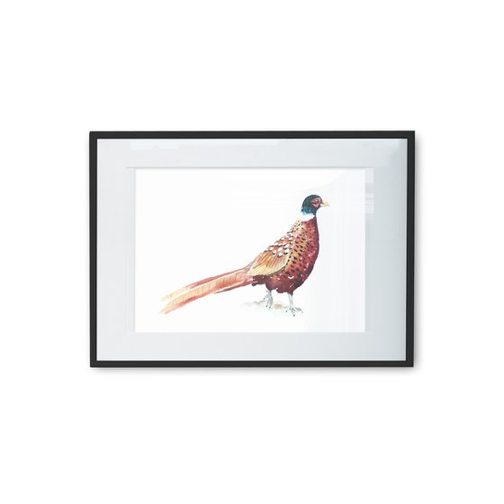 Pheasant bird,  Watercolour