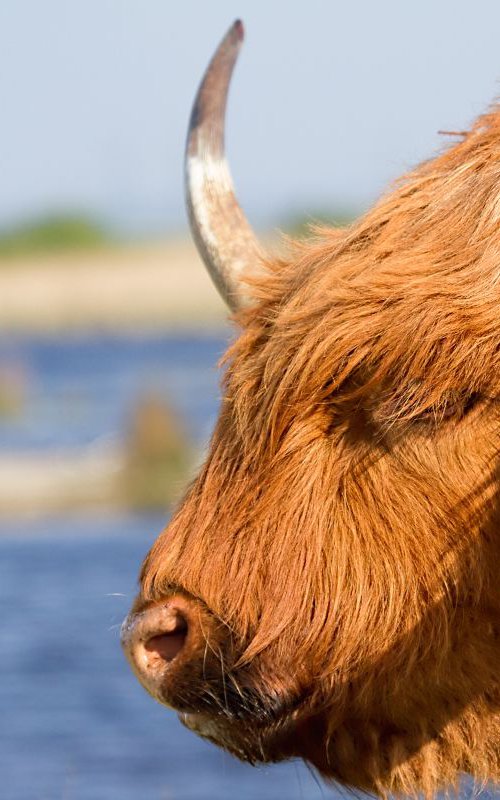 Highland Cattle, Oare Marshes, Kent, UK by MBK Wildlife Photography